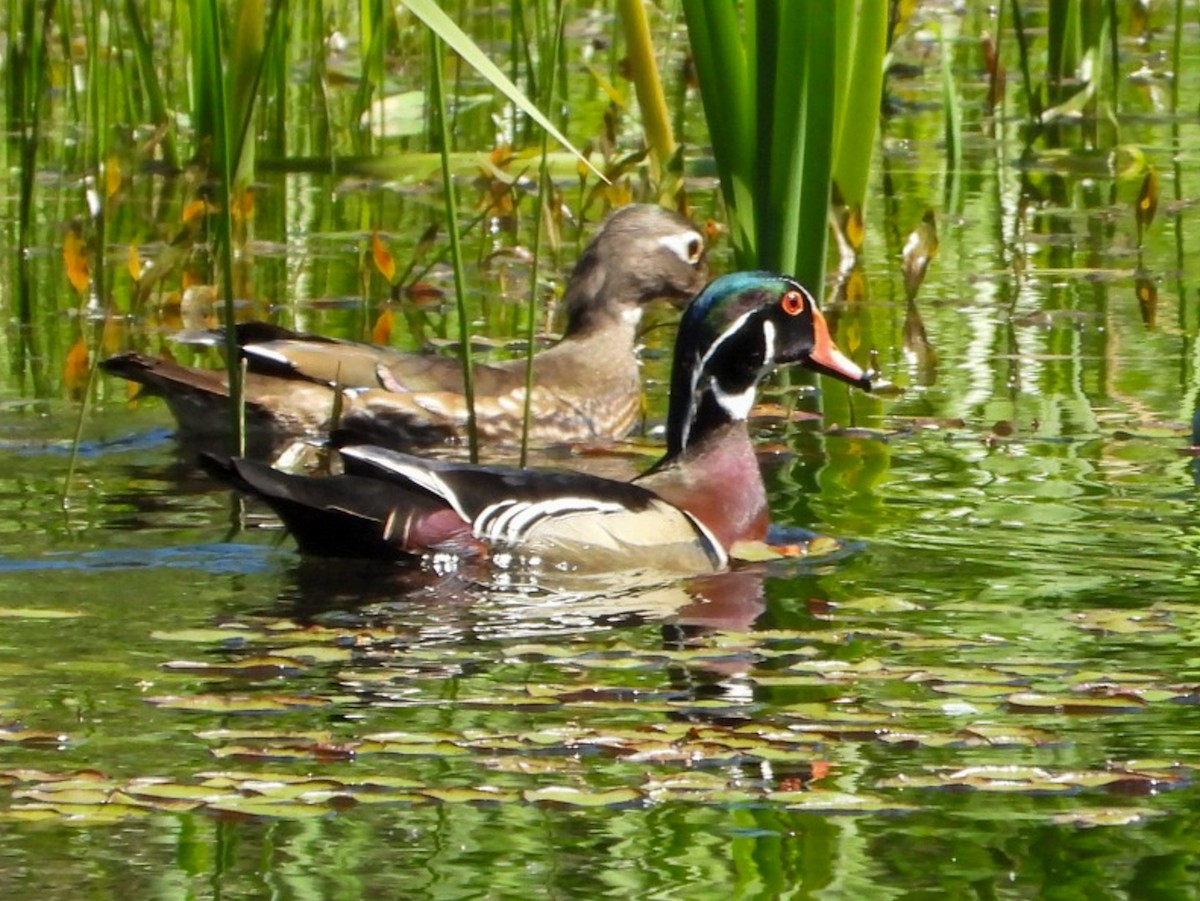 Wood Duck - Jack Pauw