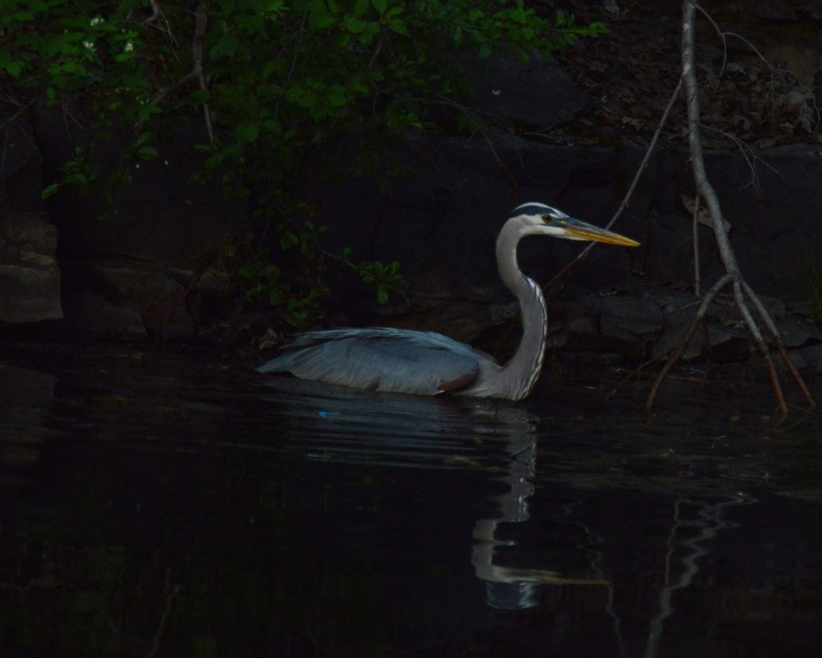 Great Blue Heron - ML619492504