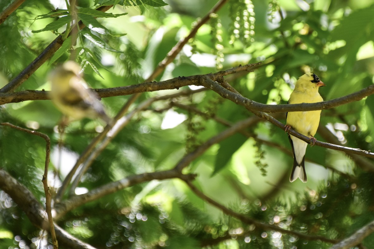 American Goldfinch - Amanda Davis