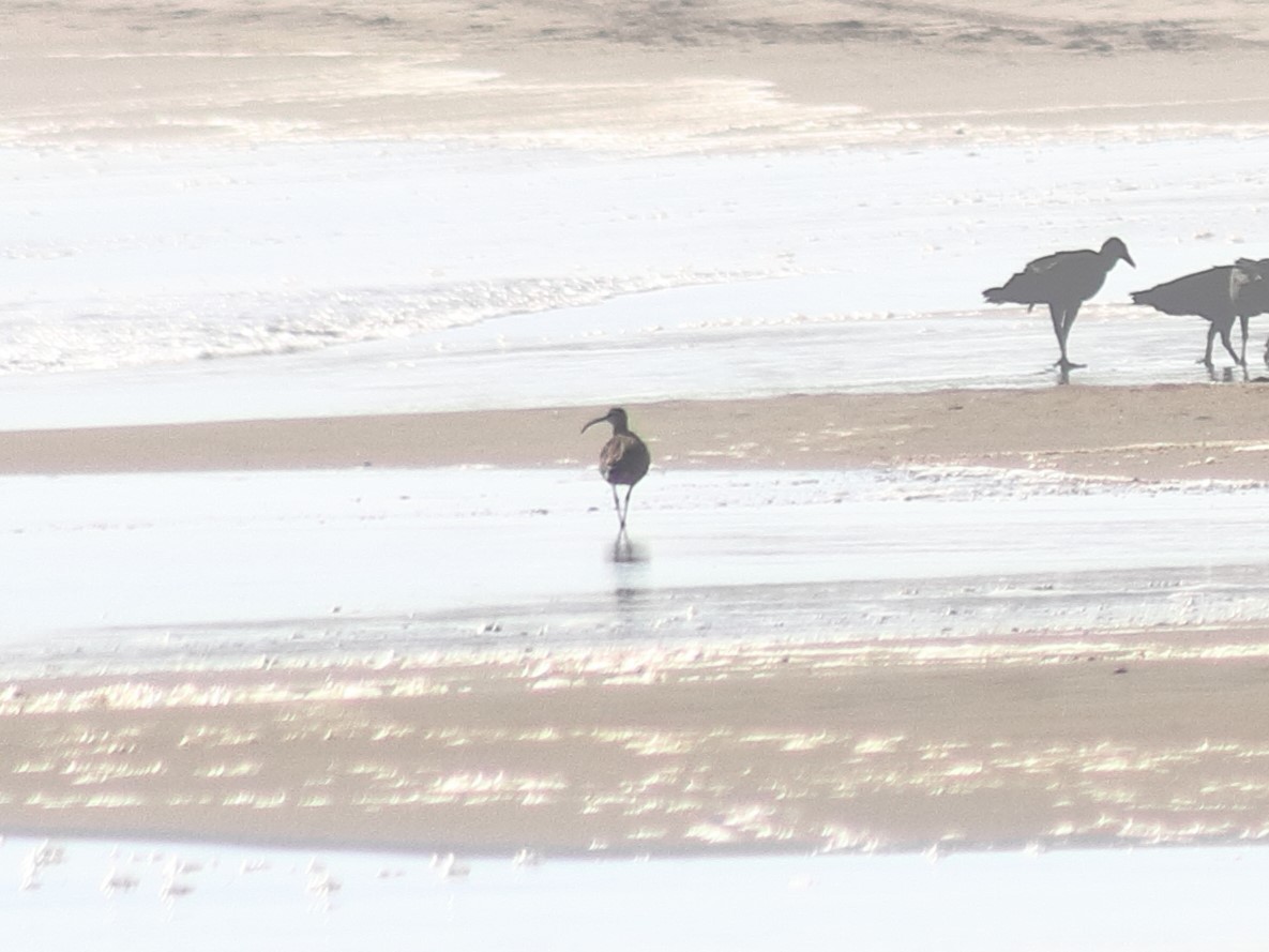 Whimbrel - Adrian Gonzalez