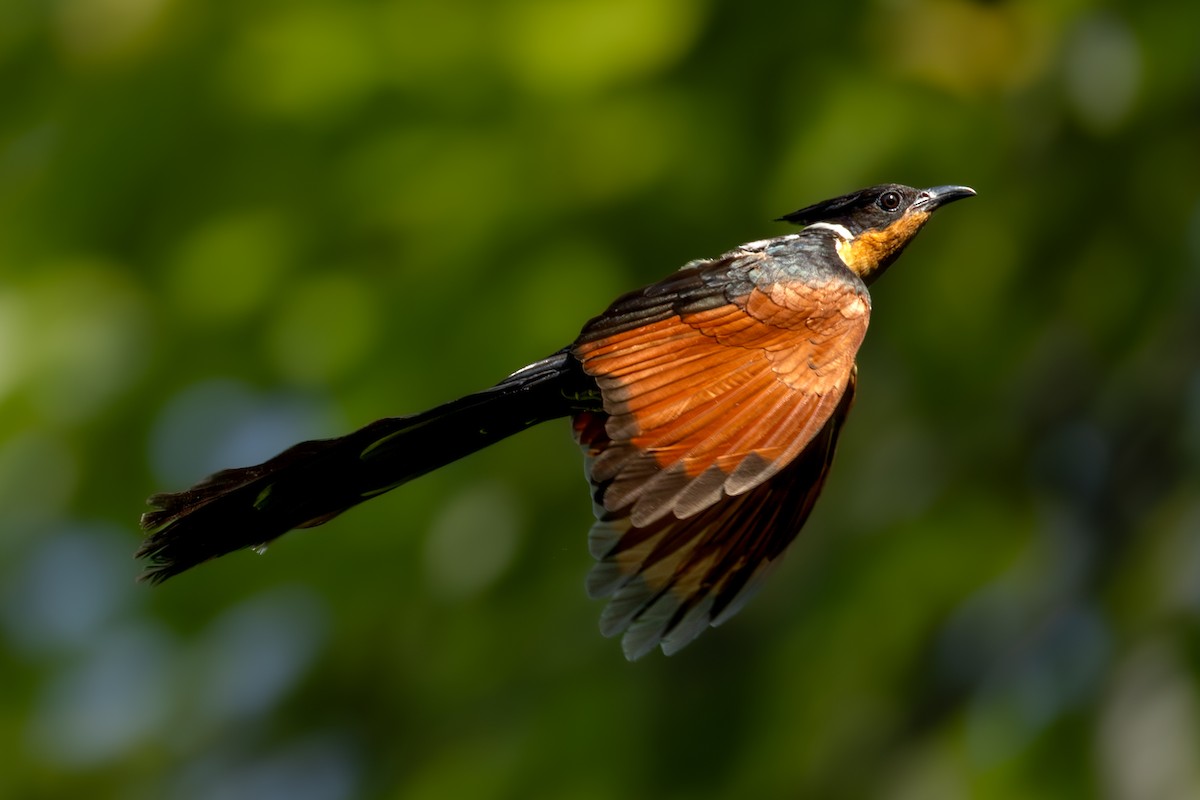 Chestnut-winged Cuckoo - Samanvitha Rao