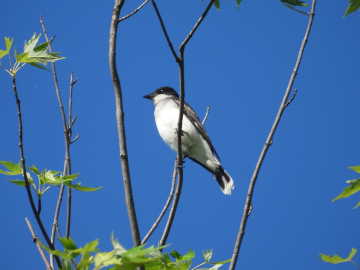 Eastern Kingbird - Rich Ziegler