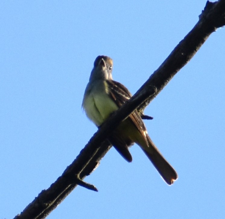 Great Crested Flycatcher - Luis Munoz