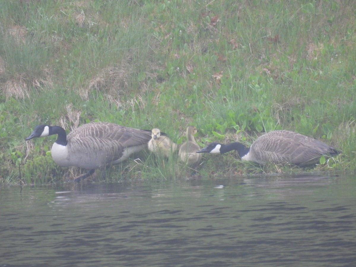 Canada Goose - Lisa Schibley