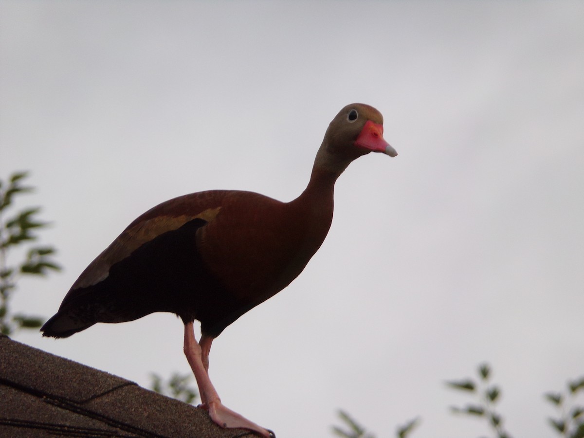 Black-bellied Whistling-Duck - Texas Bird Family