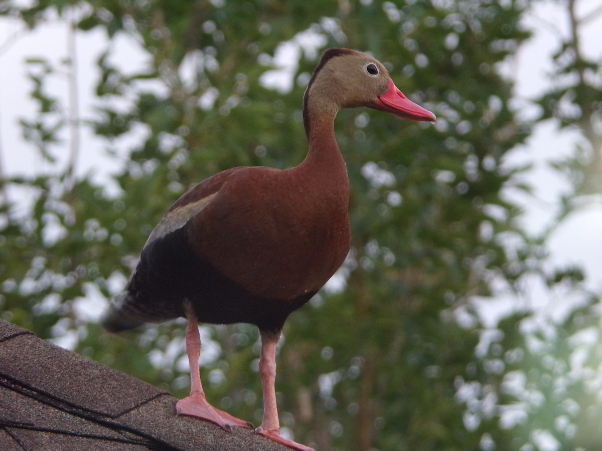 Black-bellied Whistling-Duck - Texas Bird Family