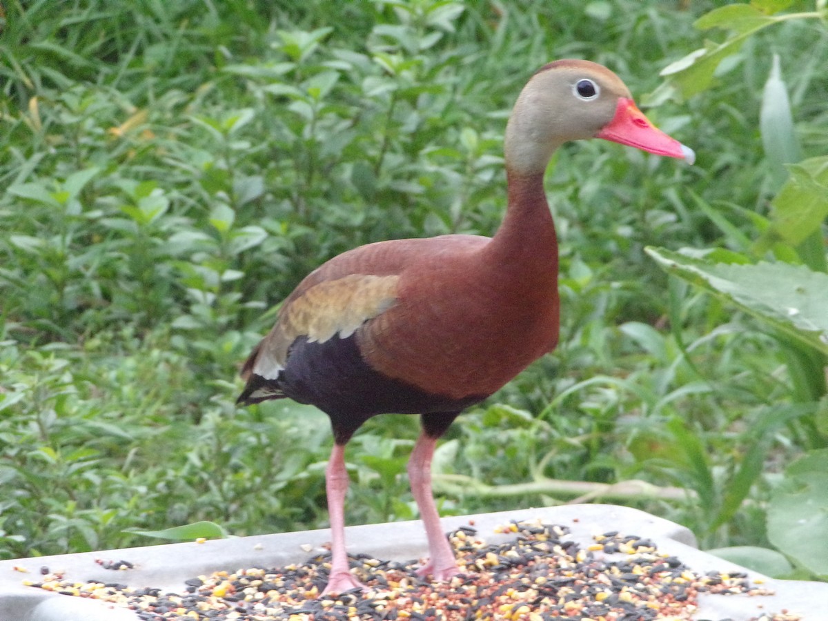 Black-bellied Whistling-Duck - Texas Bird Family