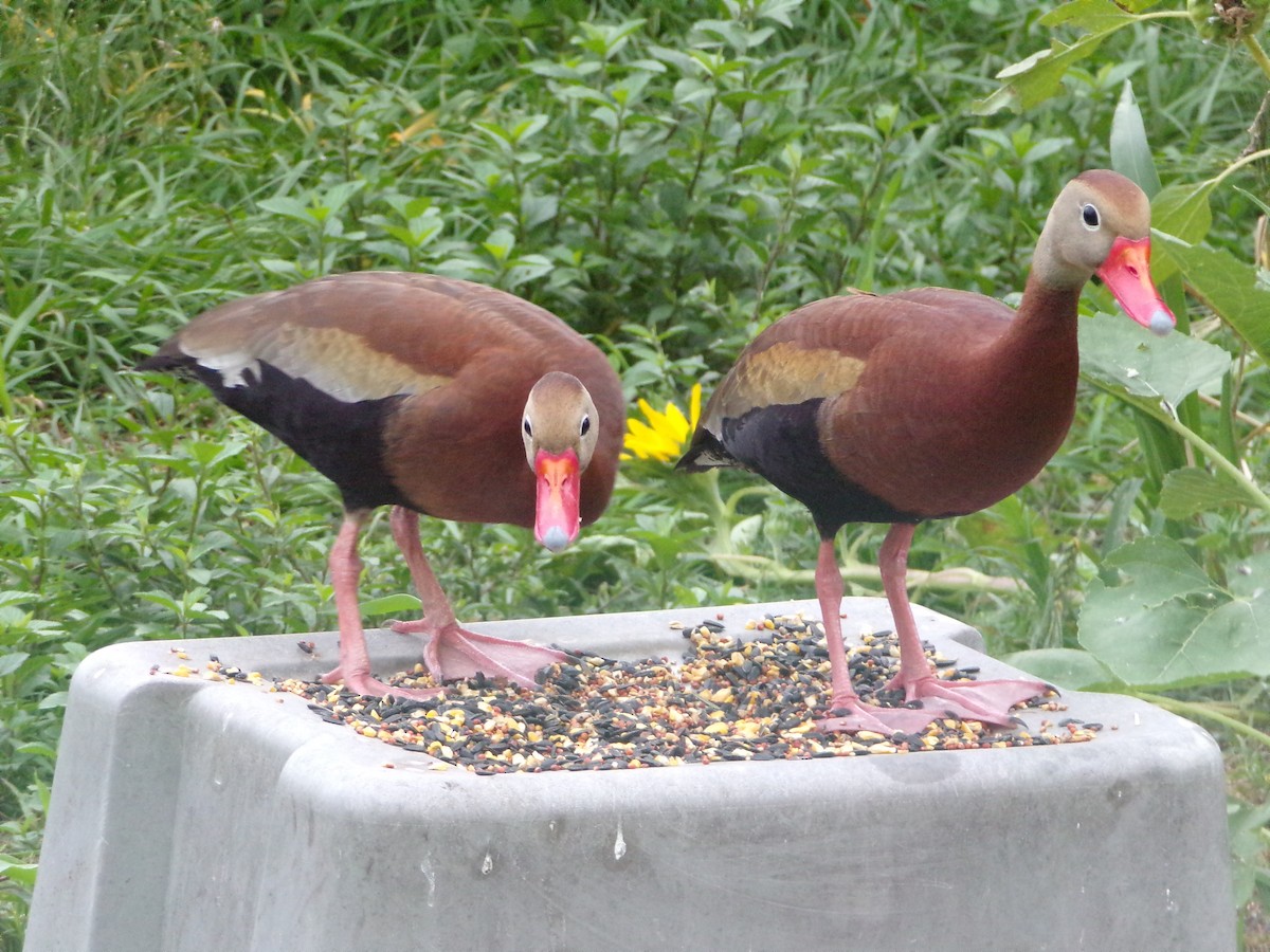 Black-bellied Whistling-Duck - Texas Bird Family