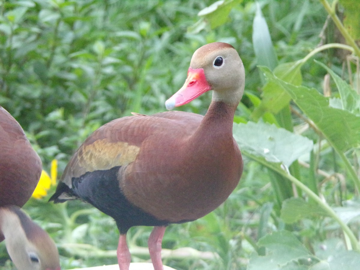 Black-bellied Whistling-Duck - Texas Bird Family