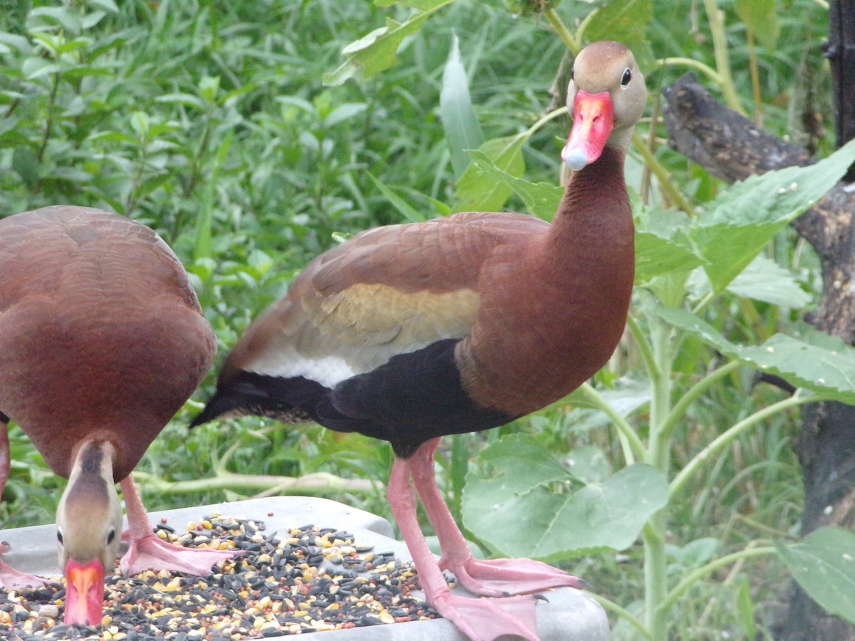 Black-bellied Whistling-Duck - Texas Bird Family