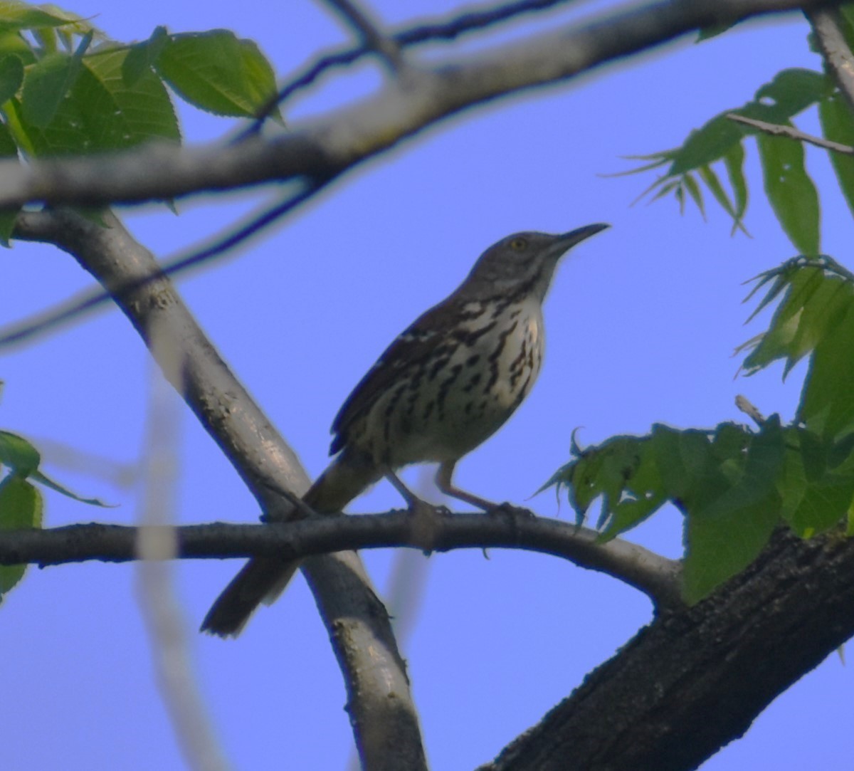 Brown Thrasher - Luis Munoz