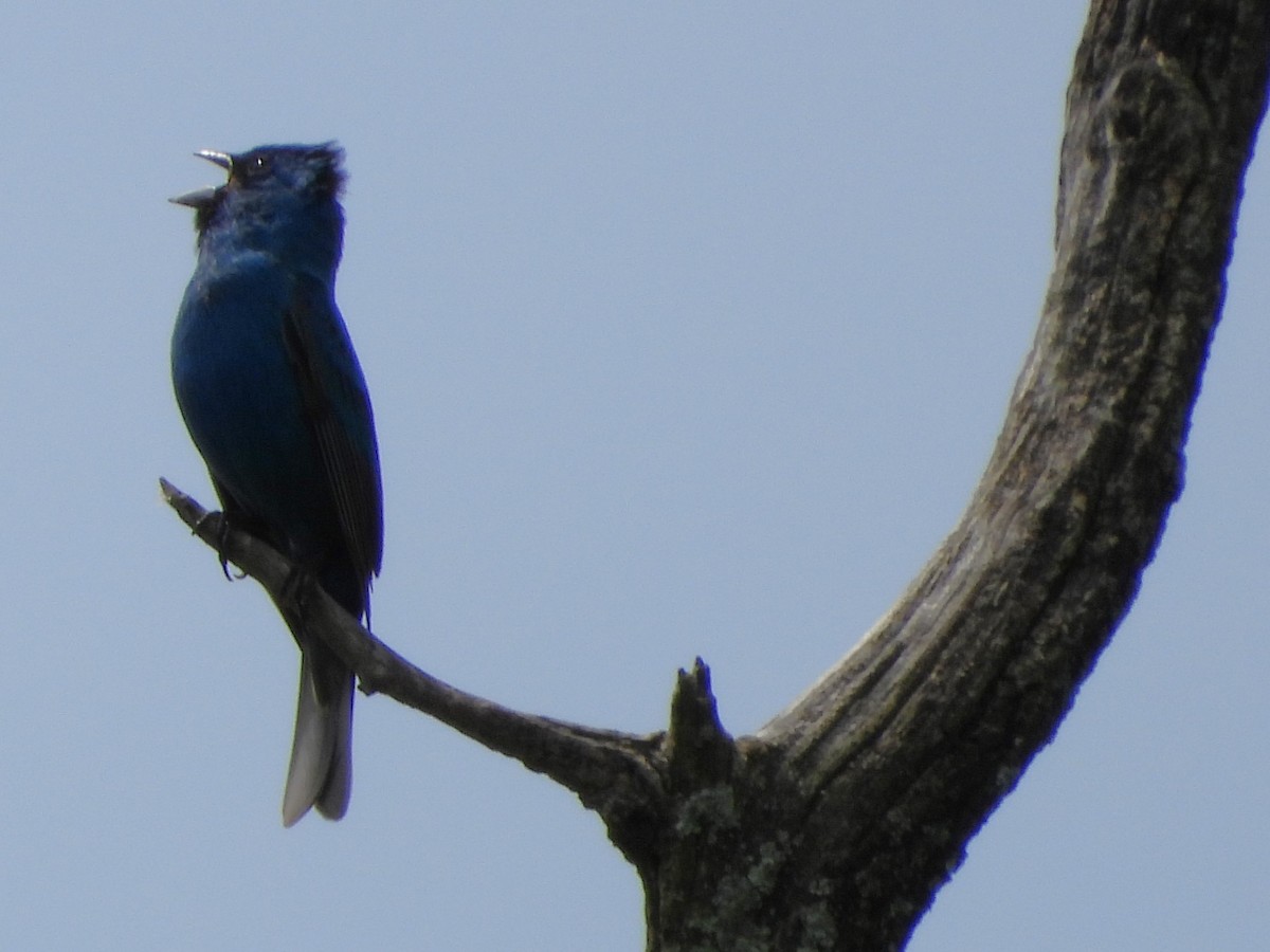 Indigo Bunting - Mike Cianciosi