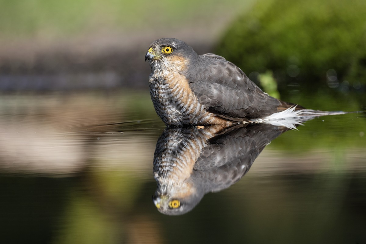 Eurasian Sparrowhawk - Jan-Peter  Kelder