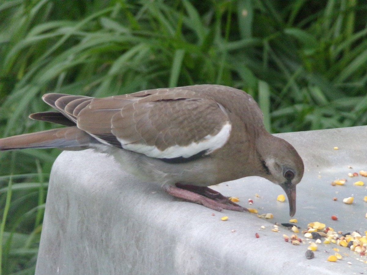 White-winged Dove - Texas Bird Family