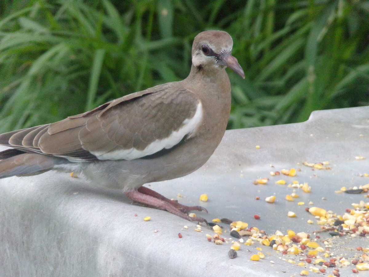 White-winged Dove - Texas Bird Family