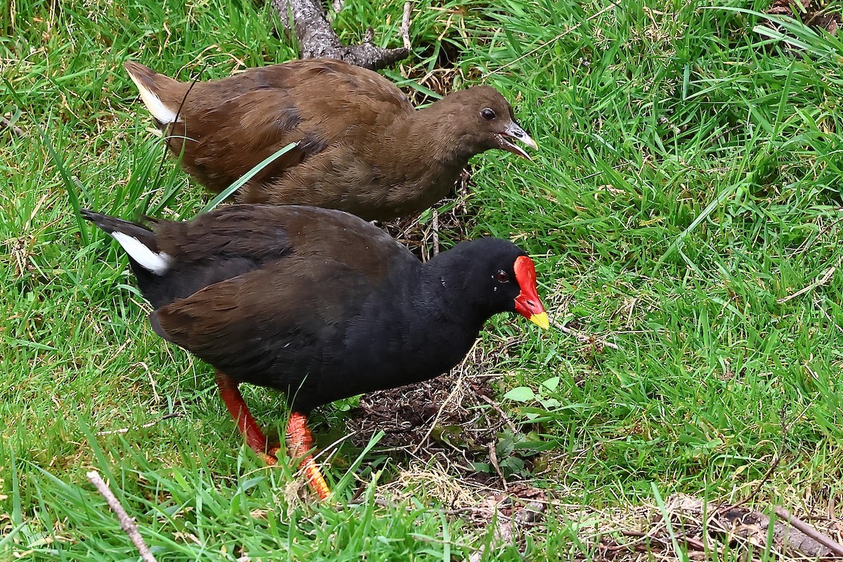 Gough Moorhen - dag cato