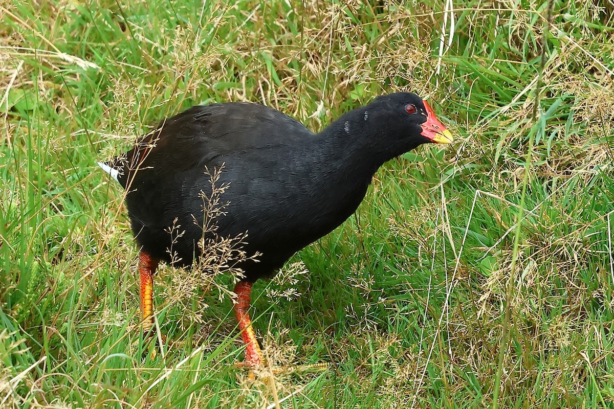 Gough Moorhen - dag cato