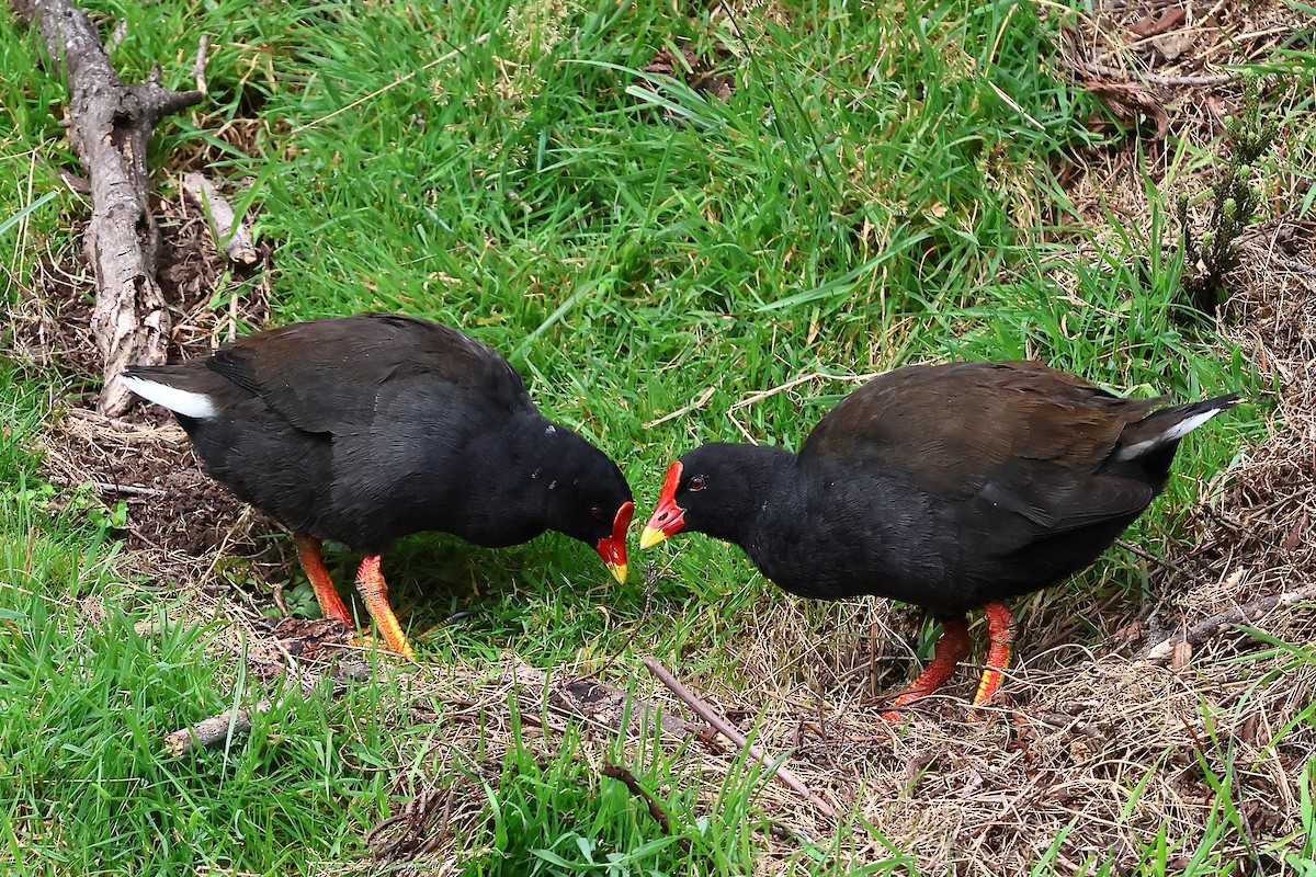 Gough Moorhen - dag cato