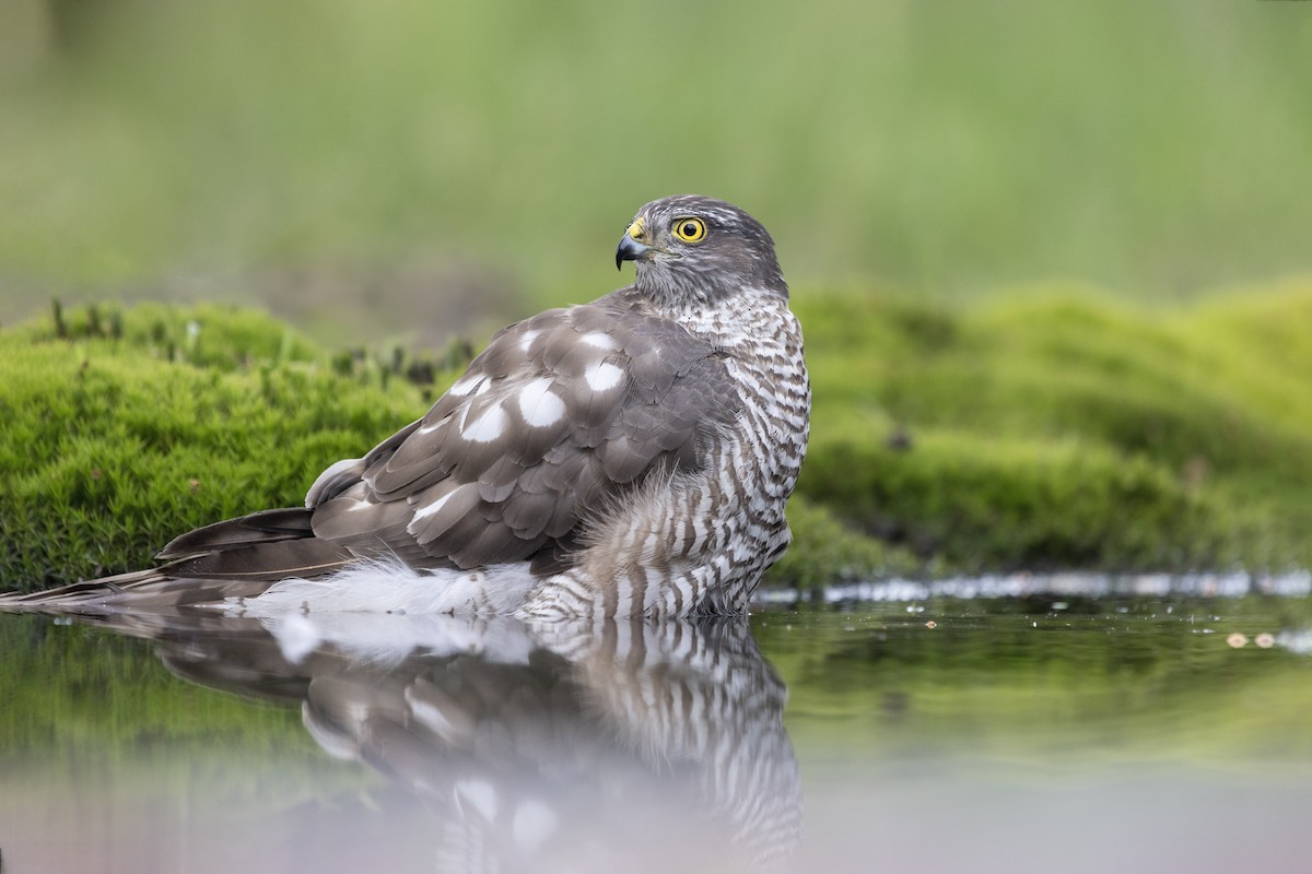 Eurasian Sparrowhawk - Jan-Peter  Kelder