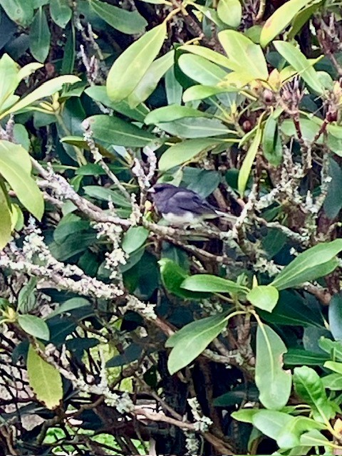 Dark-eyed Junco - ML619492571