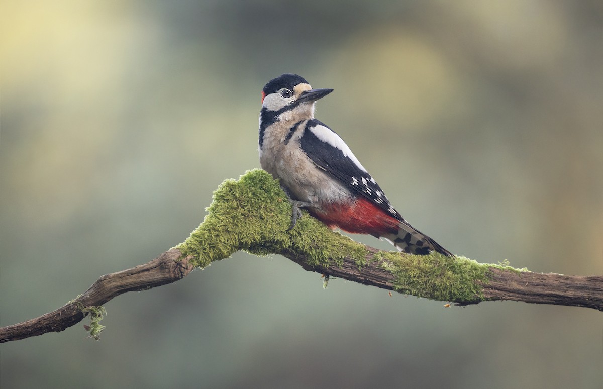 Great Spotted Woodpecker - Jan-Peter  Kelder