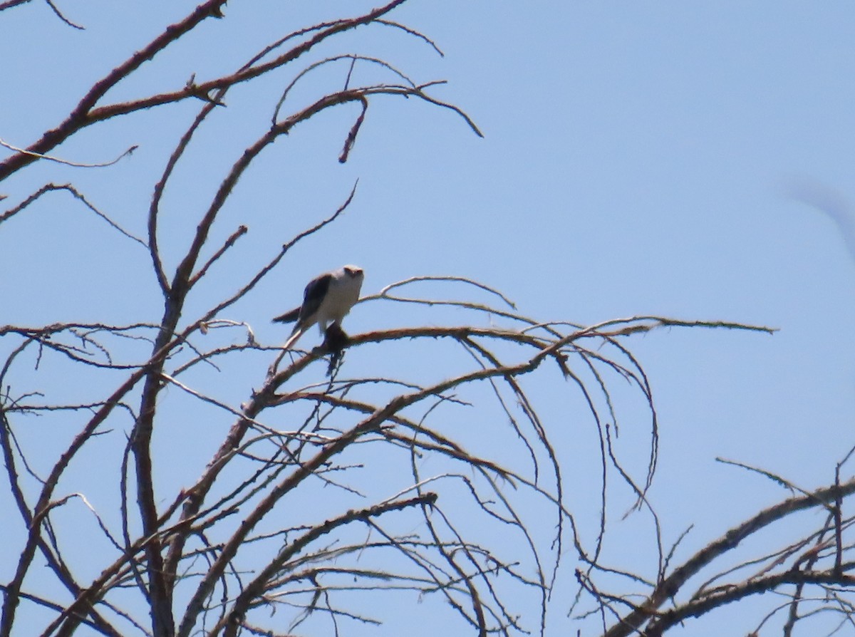 White-tailed Kite - Catherine Sandell