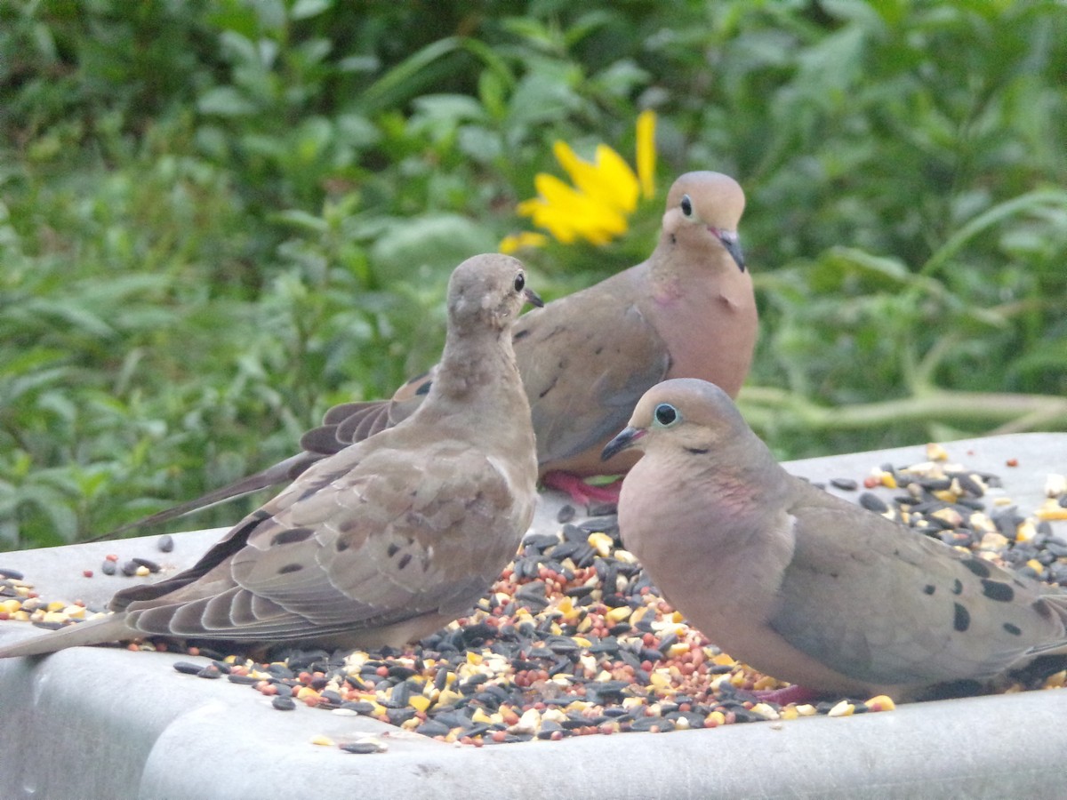 Mourning Dove - Texas Bird Family