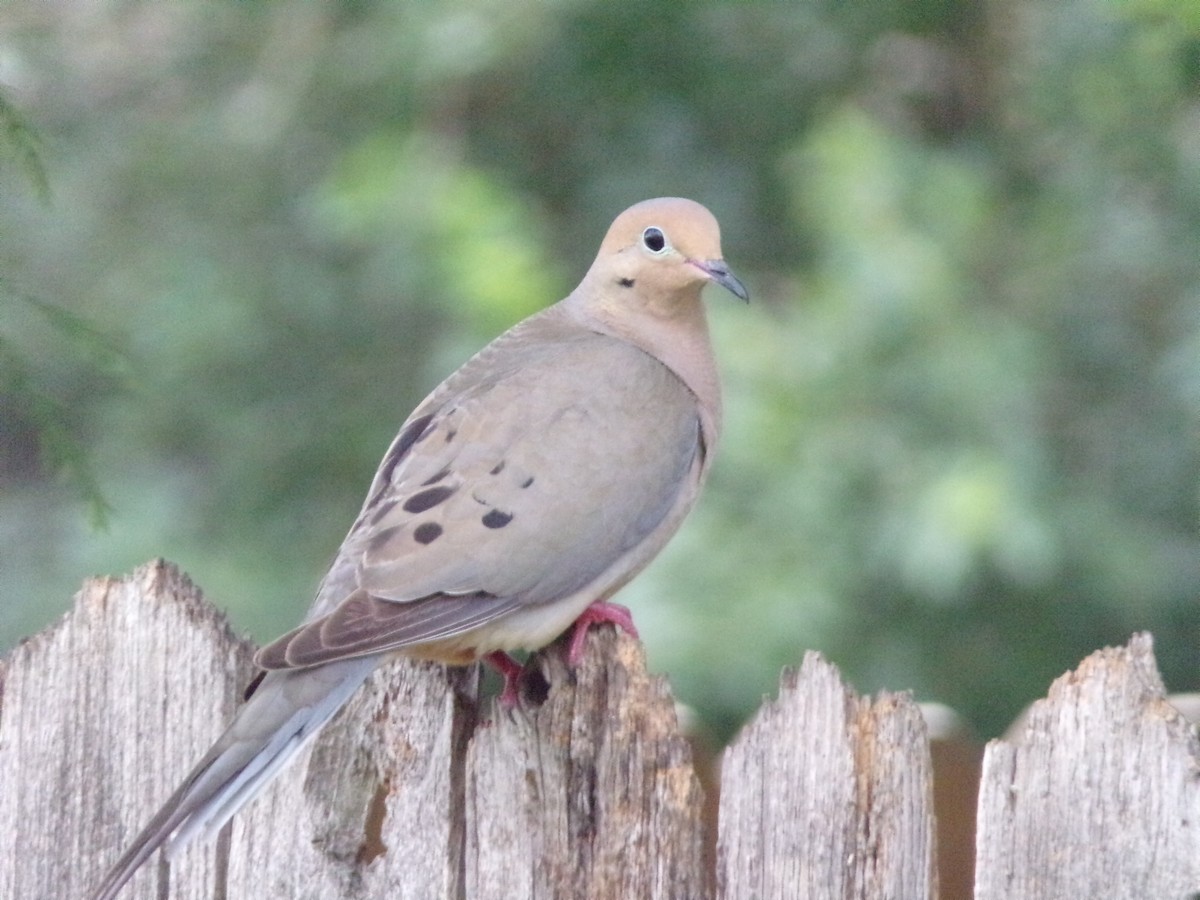 Mourning Dove - Texas Bird Family