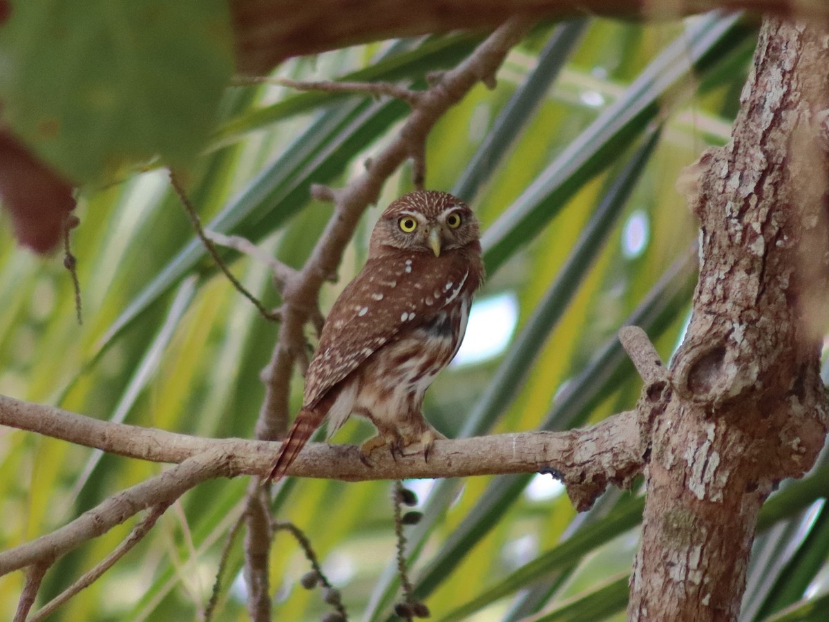 Ferruginous Pygmy-Owl - Adrian Gonzalez