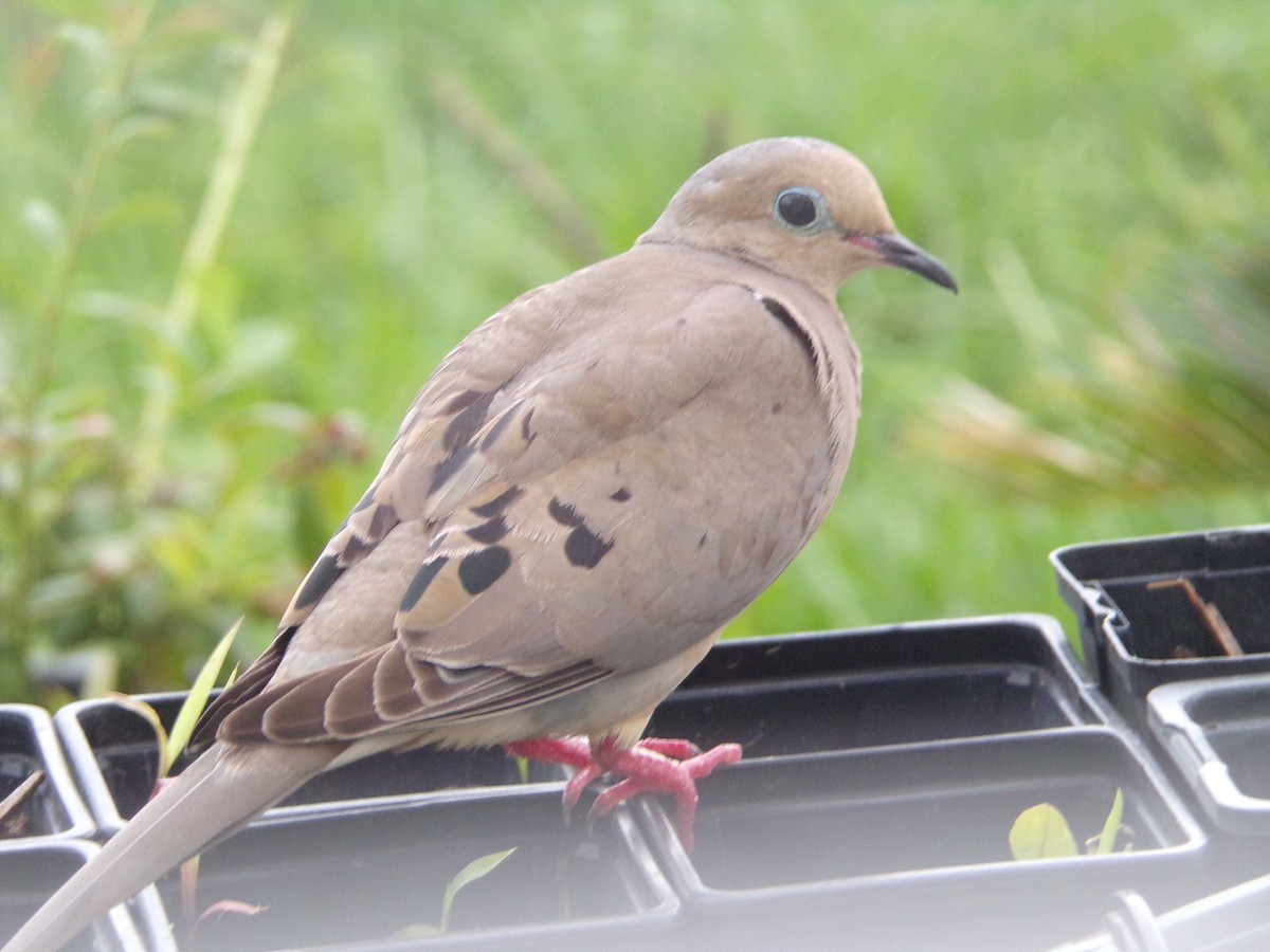 Mourning Dove - Texas Bird Family