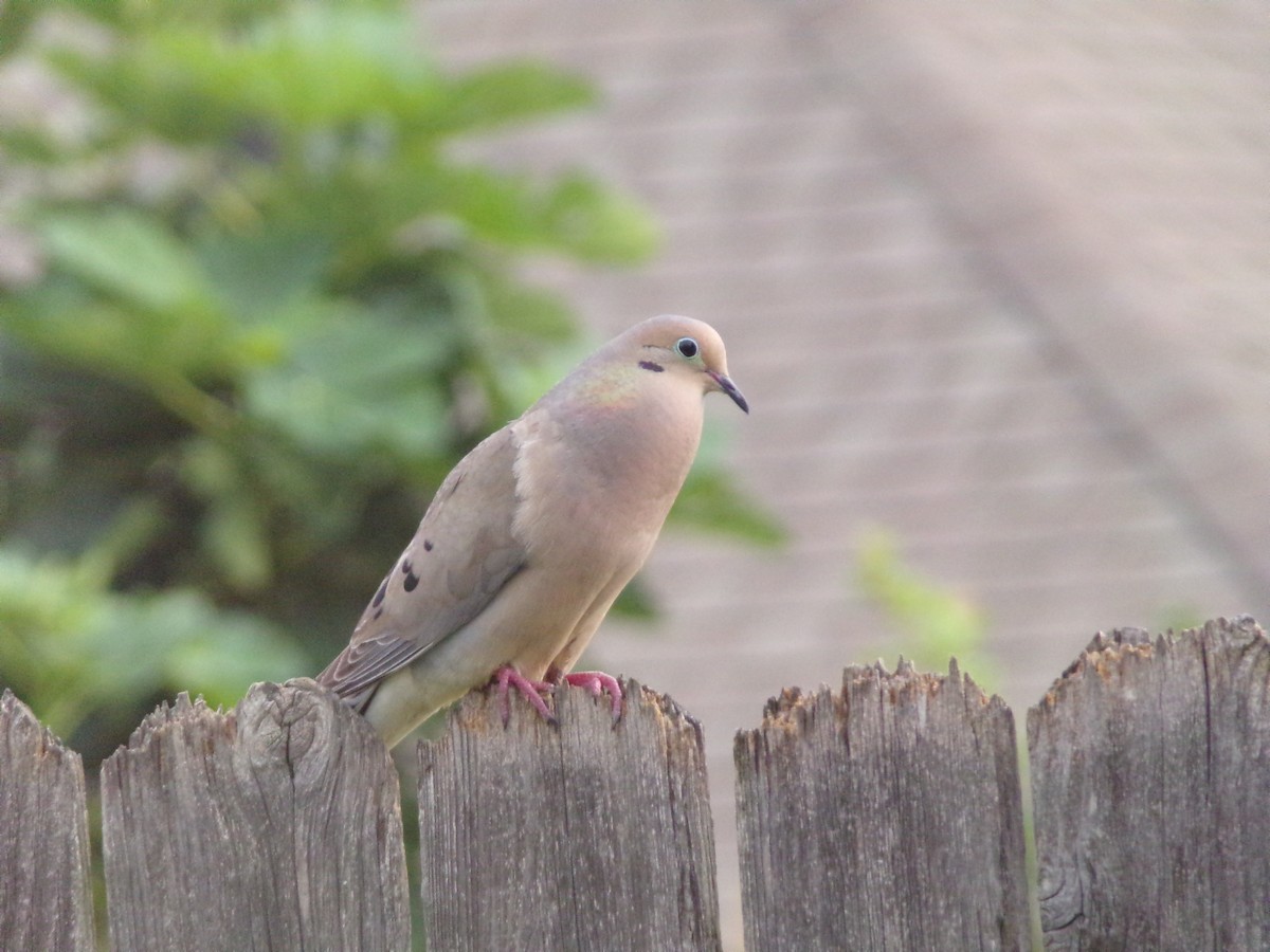 Mourning Dove - Texas Bird Family