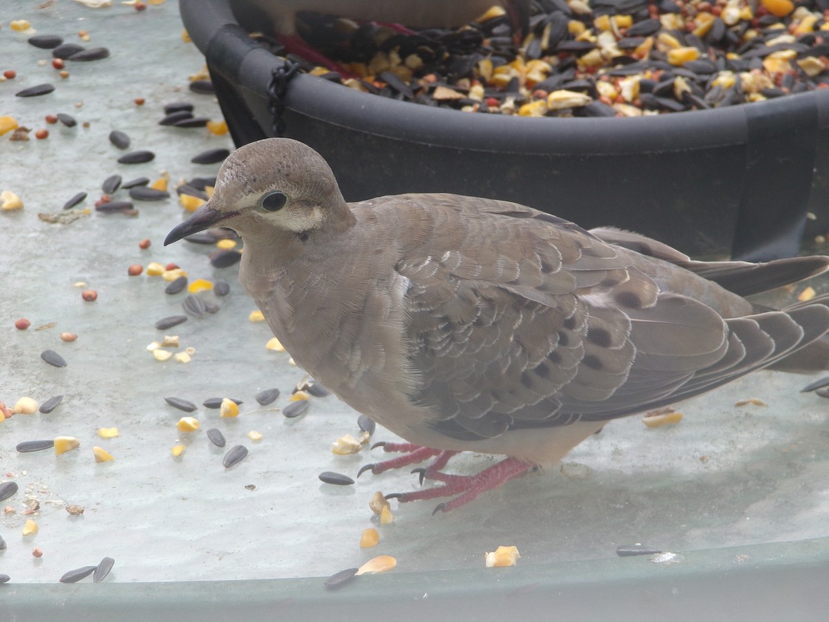 Mourning Dove - Texas Bird Family