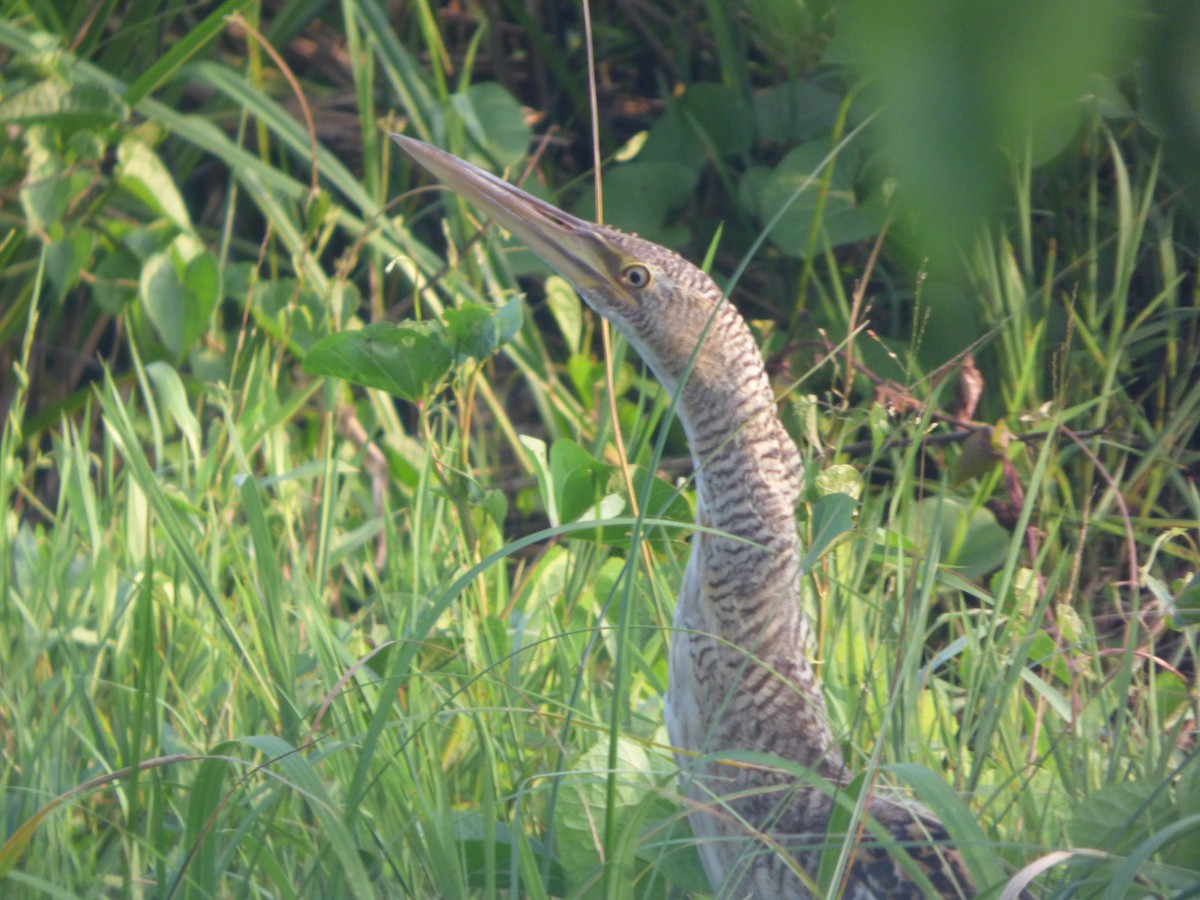 Pinnated Bittern - ML619492600