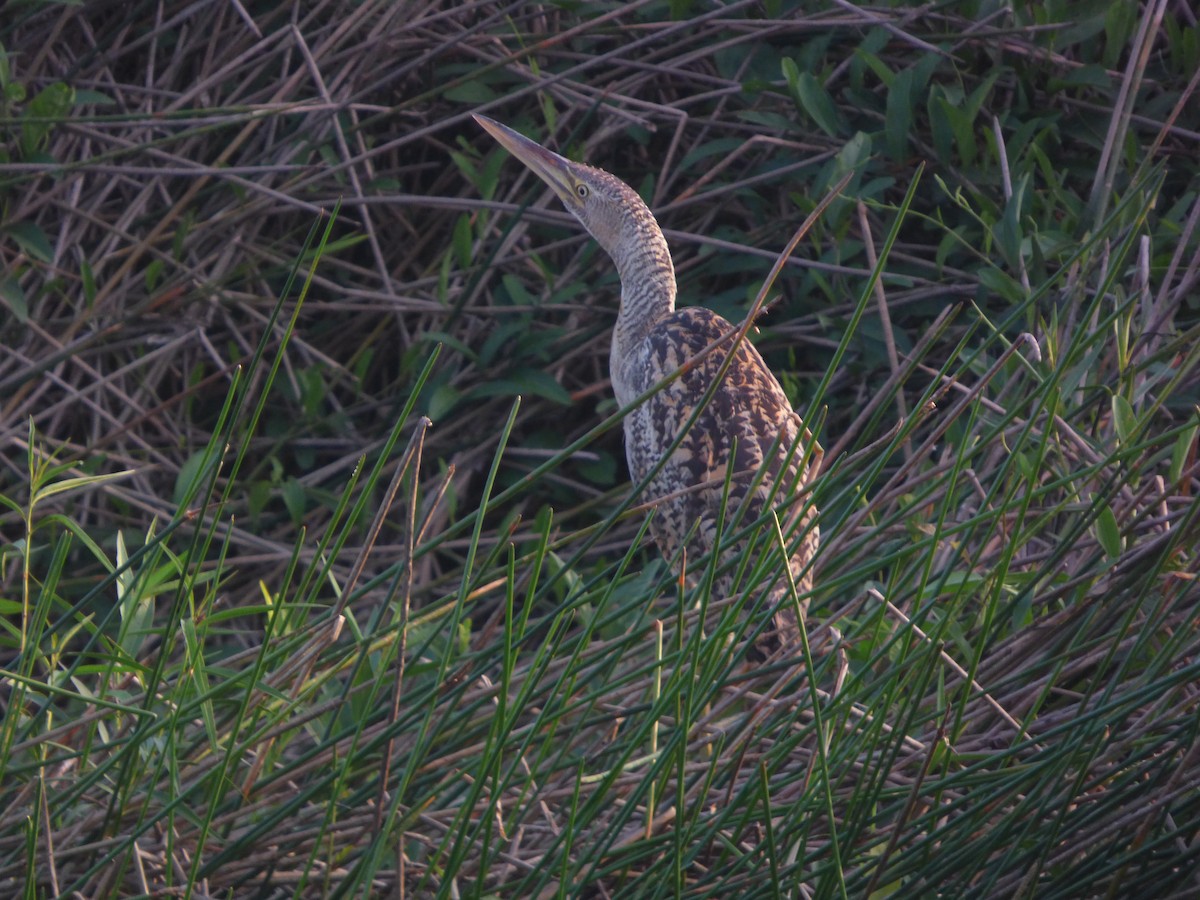 Pinnated Bittern - jesus fernandez