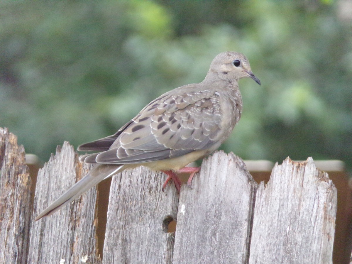 Mourning Dove - Texas Bird Family