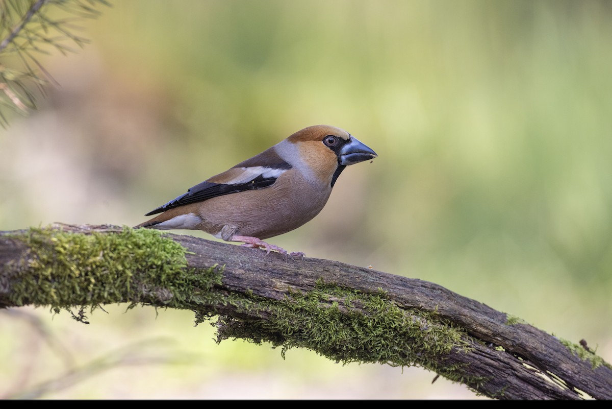 Hawfinch - Jan-Peter  Kelder