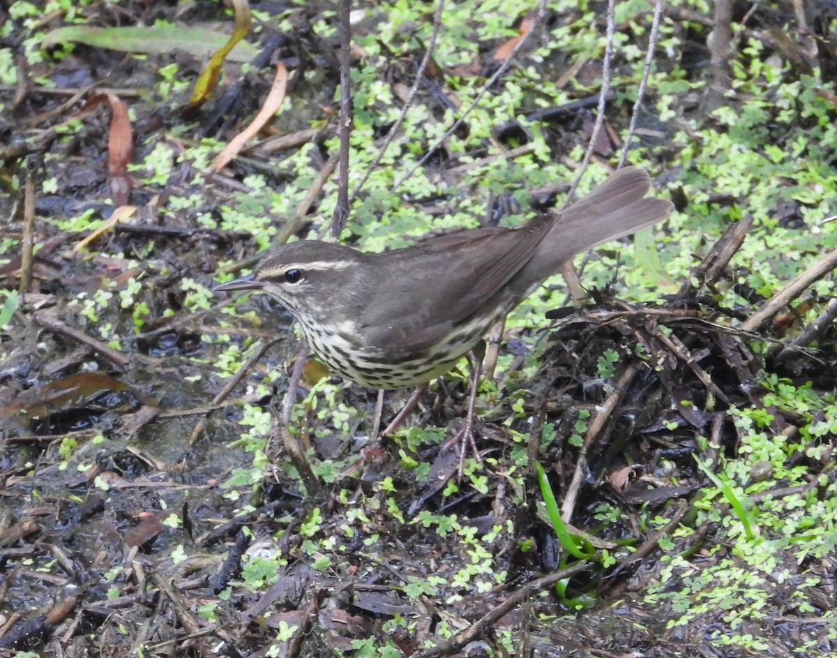 Northern Waterthrush - ML619492614