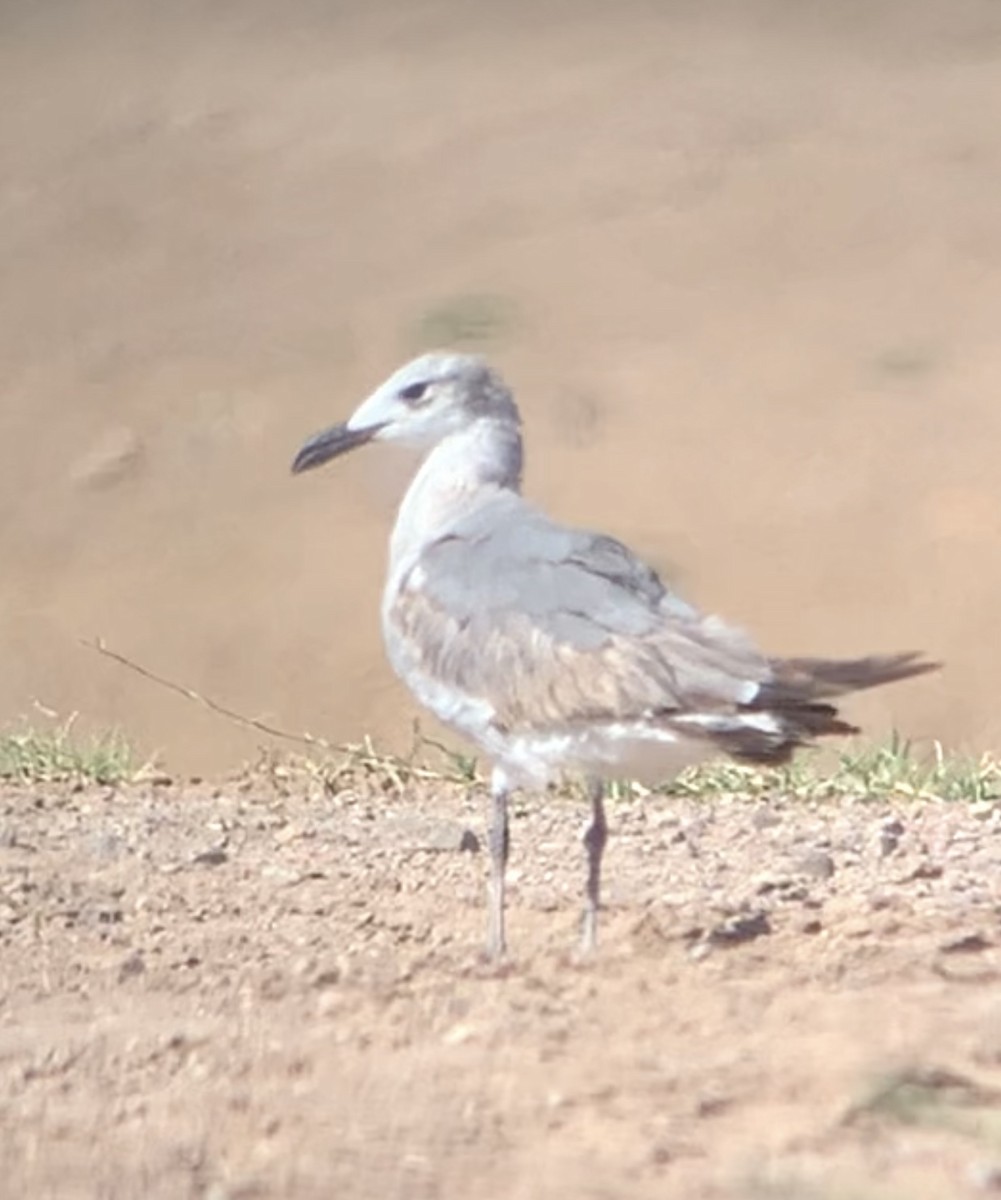 Laughing Gull - Sara Busch