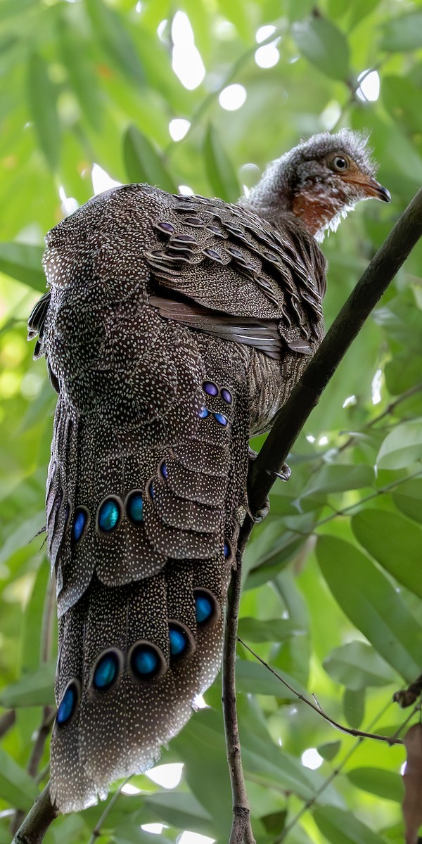 Gray Peacock-Pheasant - Samanvitha Rao