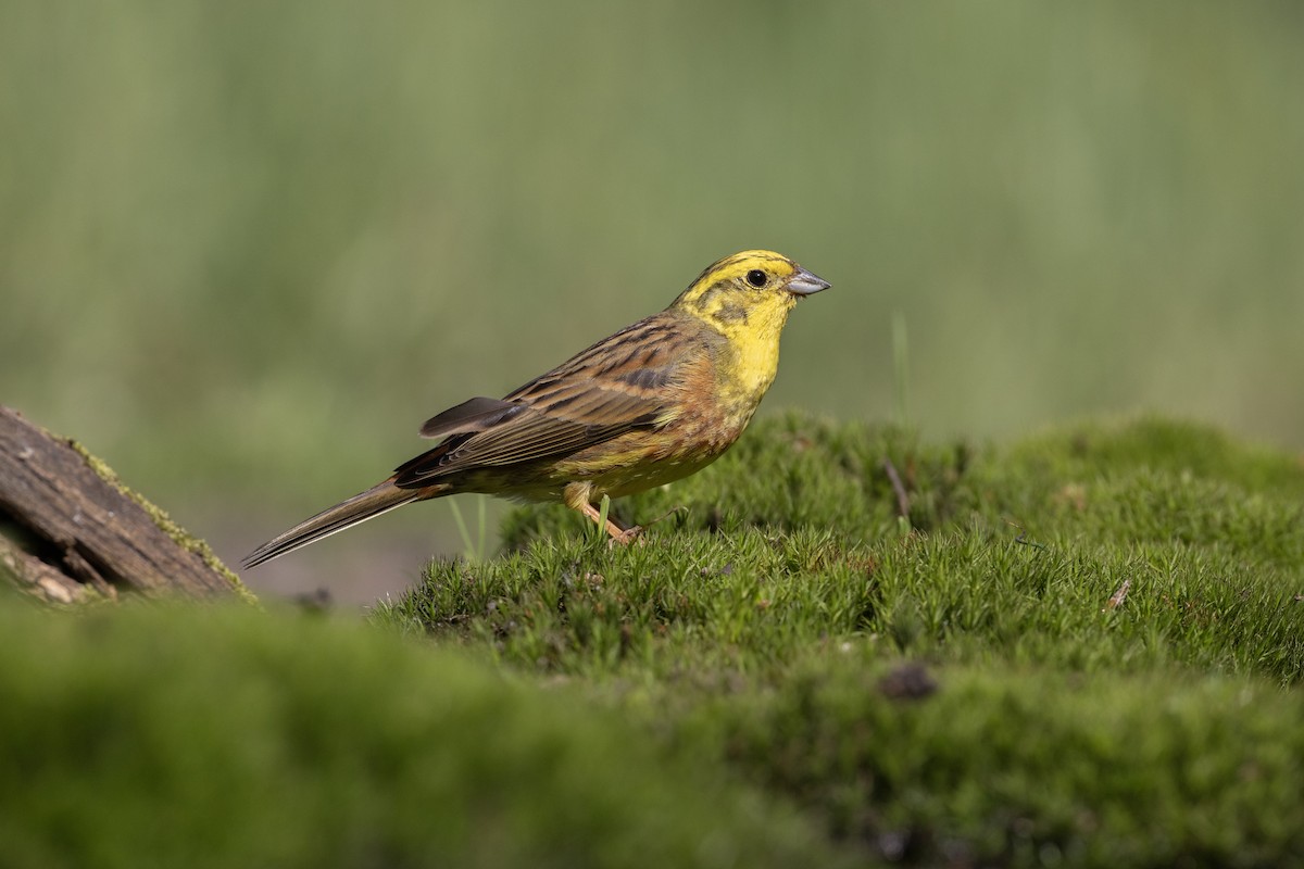 Yellowhammer - Jan-Peter  Kelder