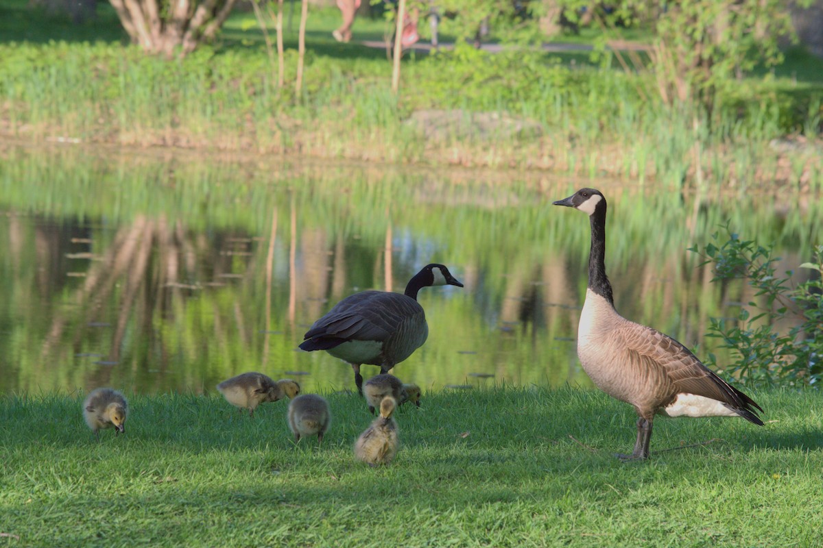 Canada Goose - ML619492620