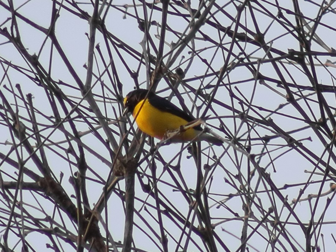 West Mexican Euphonia - ML619492621