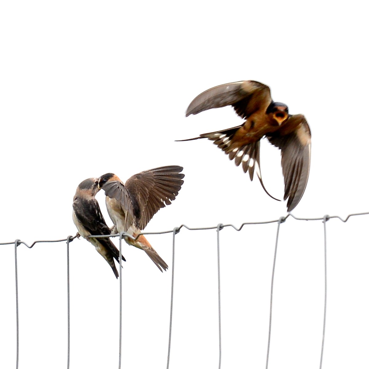 Barn Swallow - T Reed