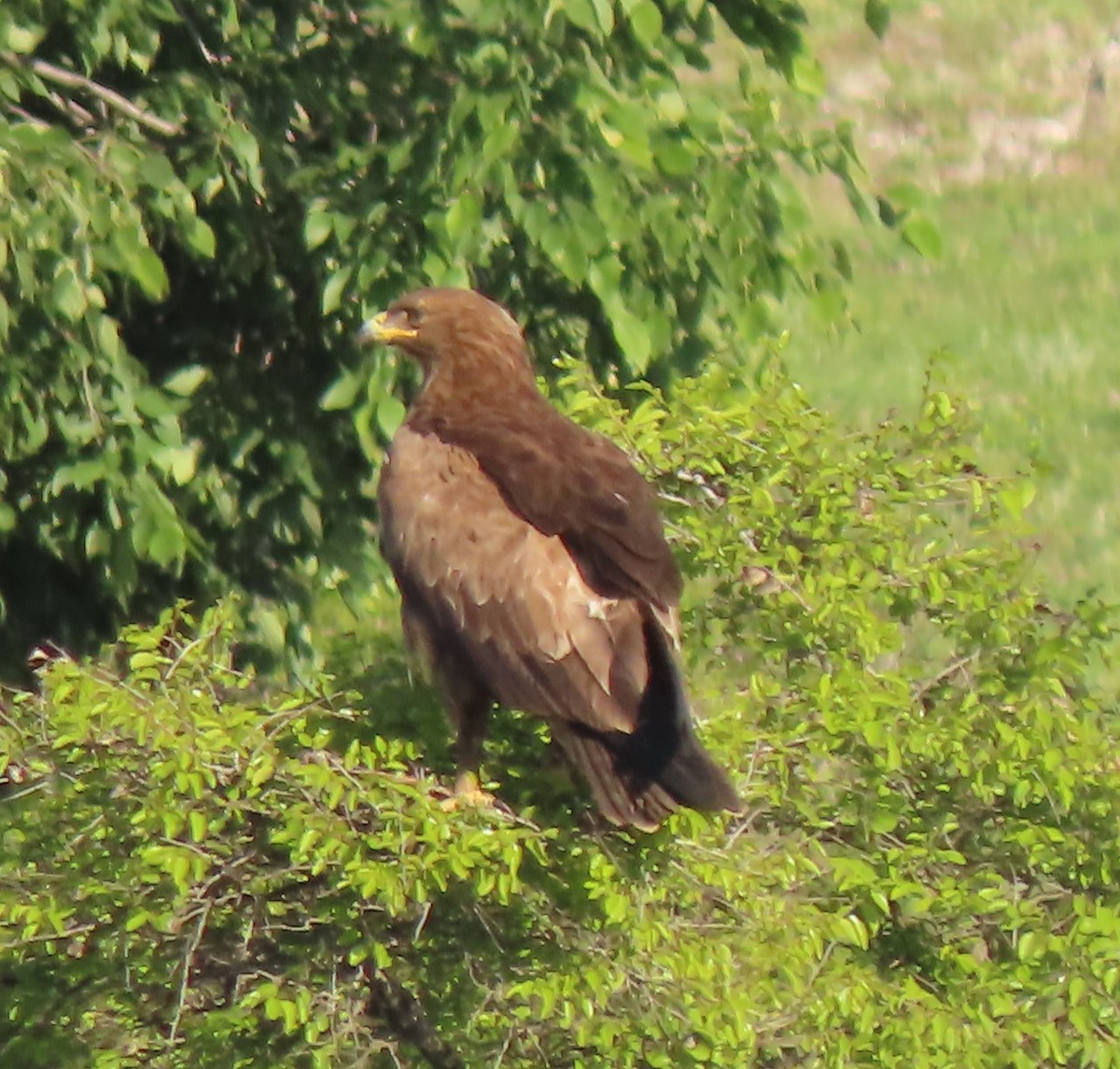 Lesser Spotted Eagle - Doug Kibbe