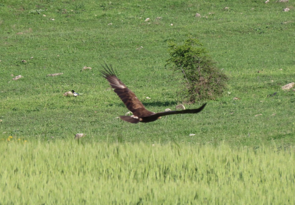 Lesser Spotted Eagle - Doug Kibbe