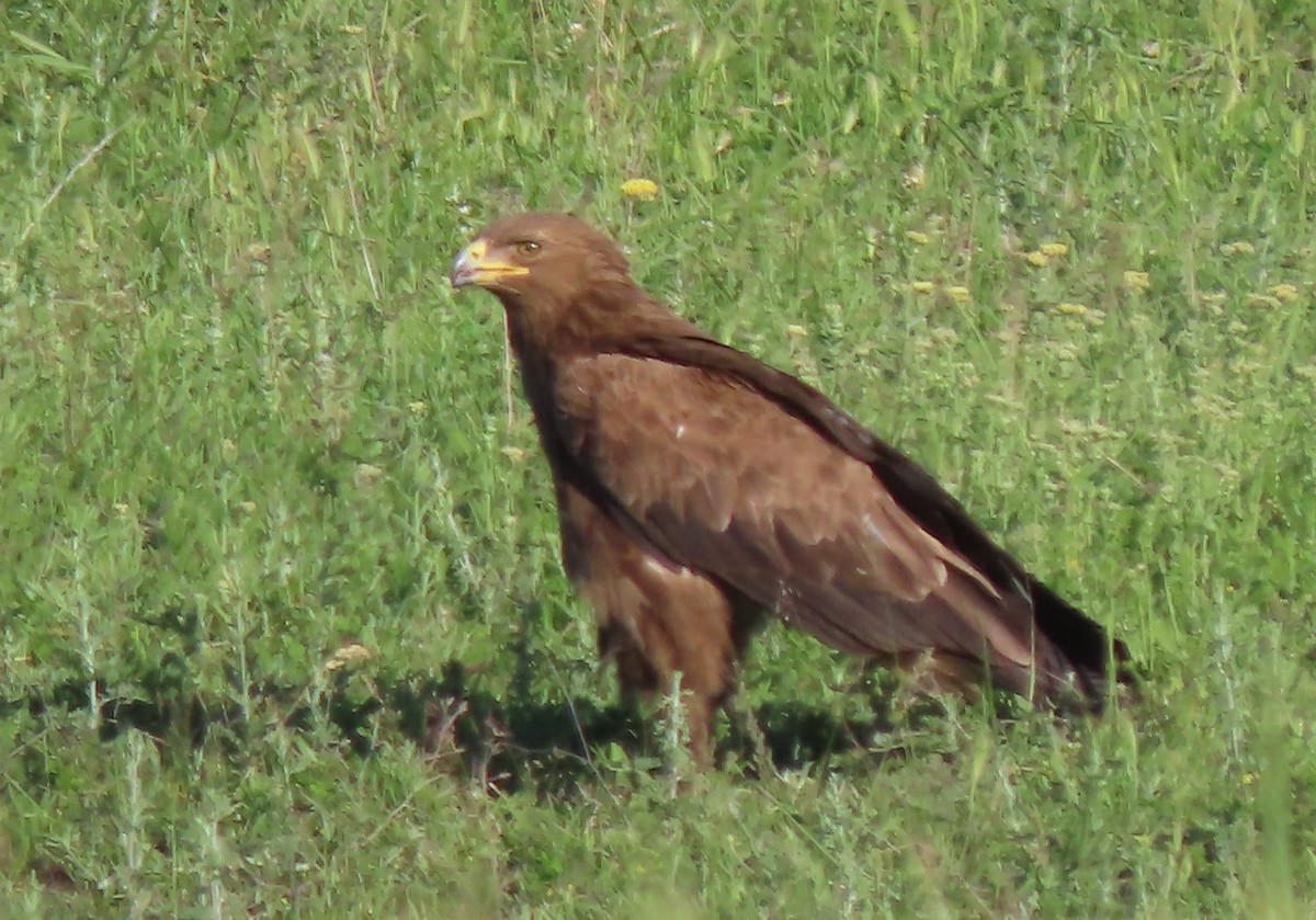 Lesser Spotted Eagle - Doug Kibbe