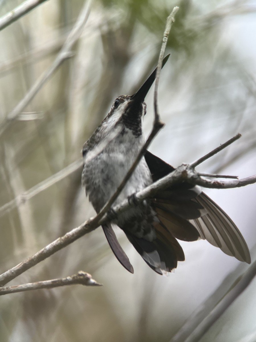 Plain-capped Starthroat - ML619492634