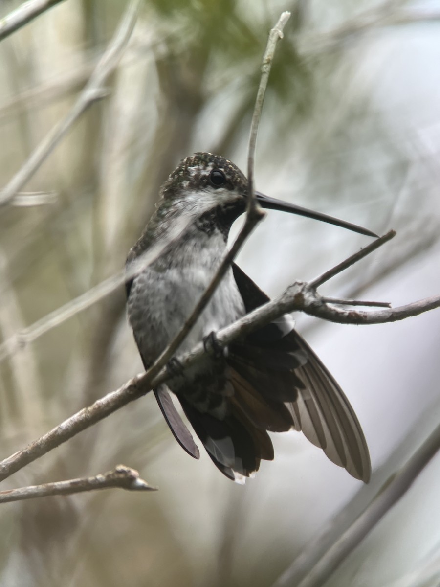 Plain-capped Starthroat - ML619492635