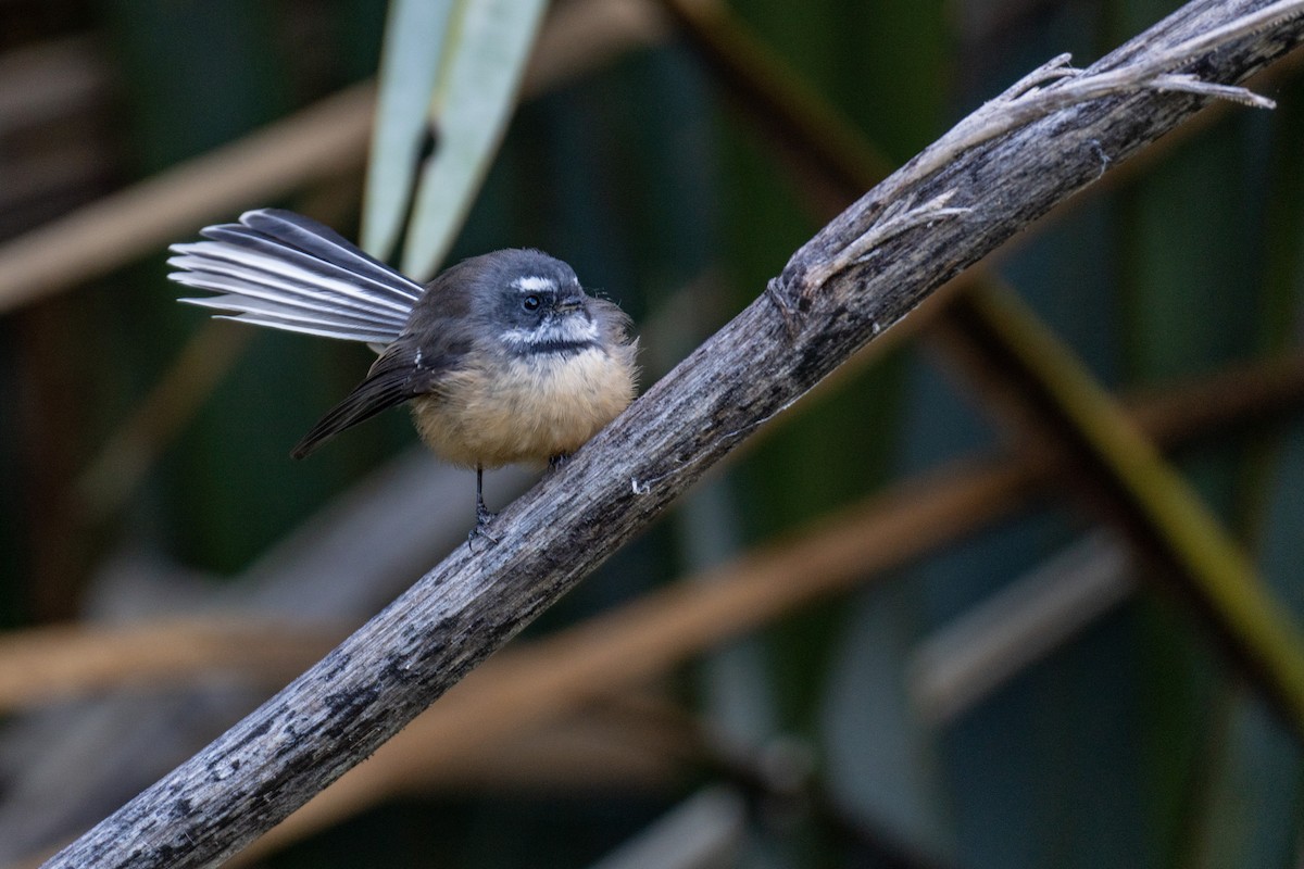 New Zealand Fantail - Elona Hart