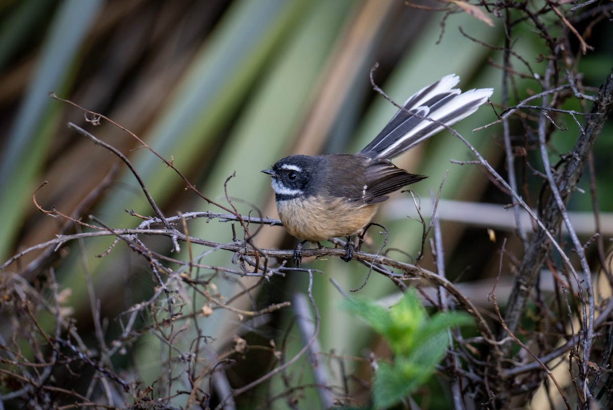 New Zealand Fantail - Elona Hart